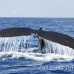 whale_humpback_h_00345_dom2391.jpg